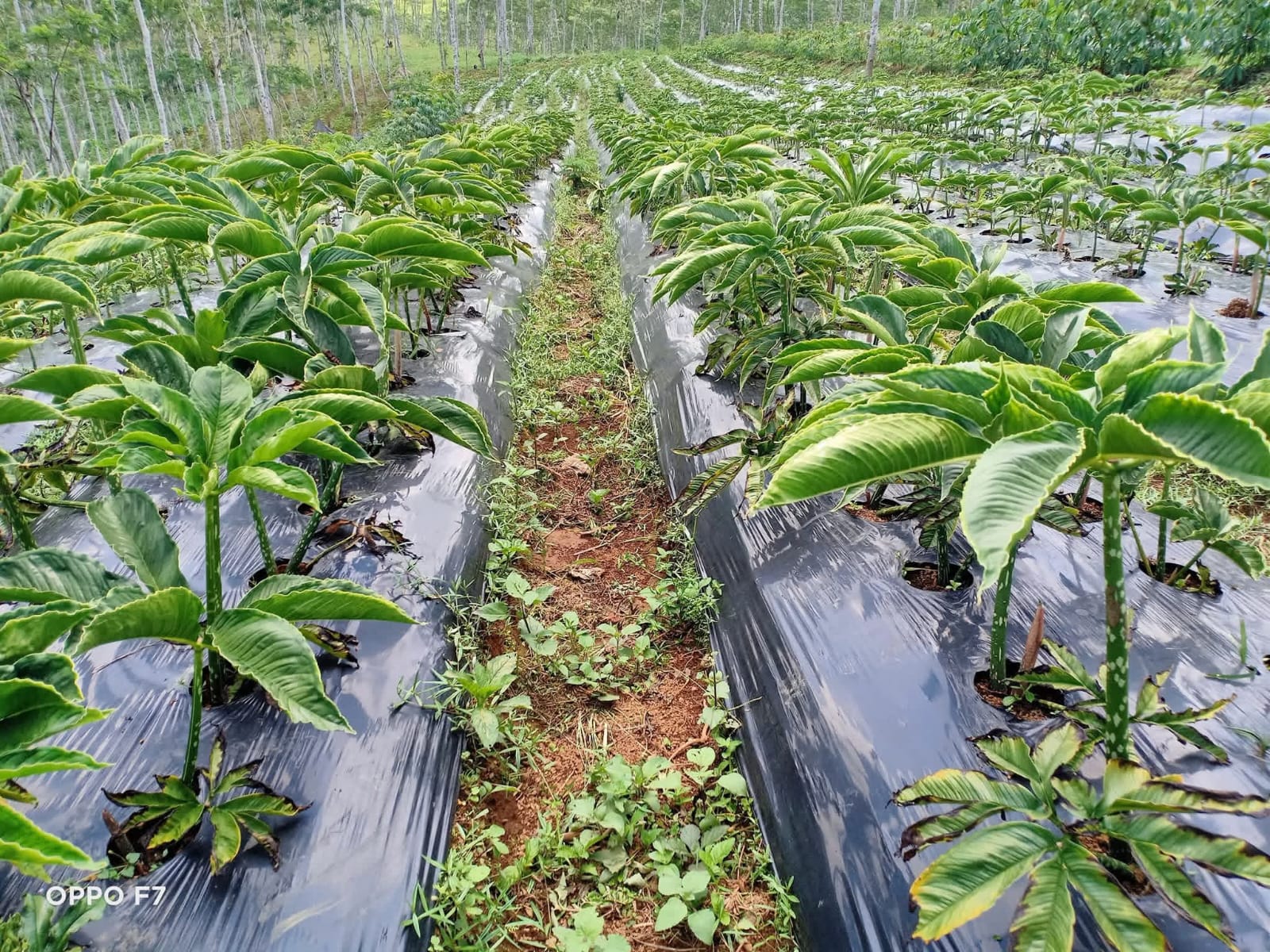 Ladang Porang Beras Taki