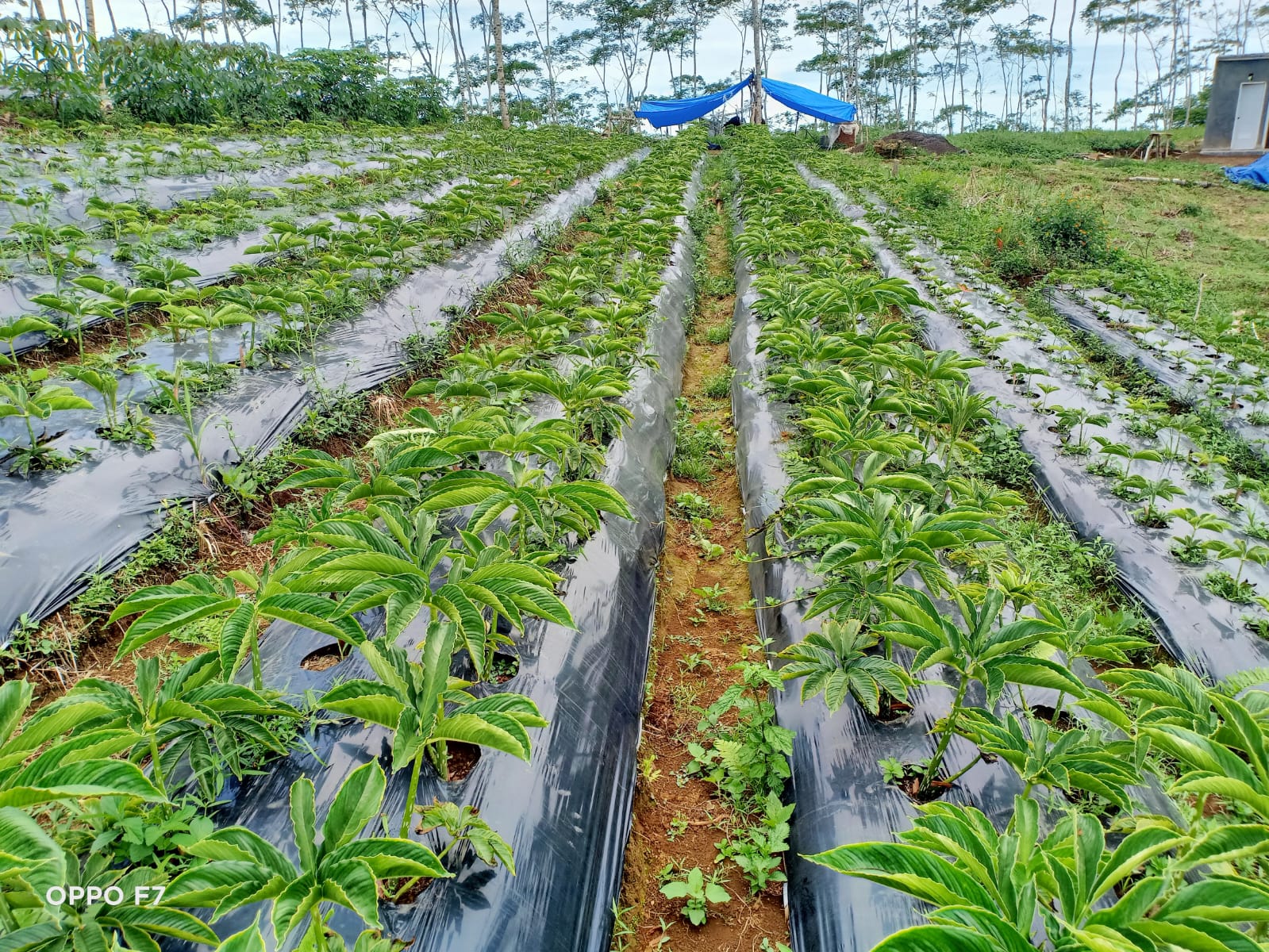 Beras Porang Indonesia Tembus Pasar Global: Inovasi Pangan dari Cianjur
