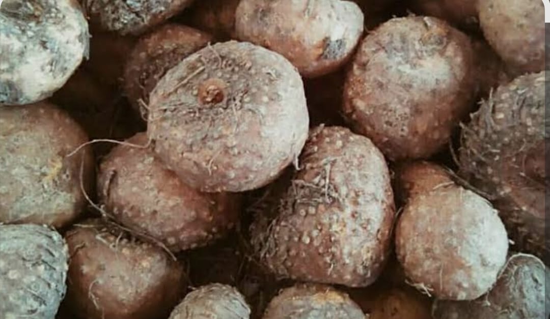 Inovasi Pangan: Beras Porang Jadi Solusi Diet Sehat dan Diabetes